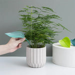 Funny Watering Leaves (6pcs)