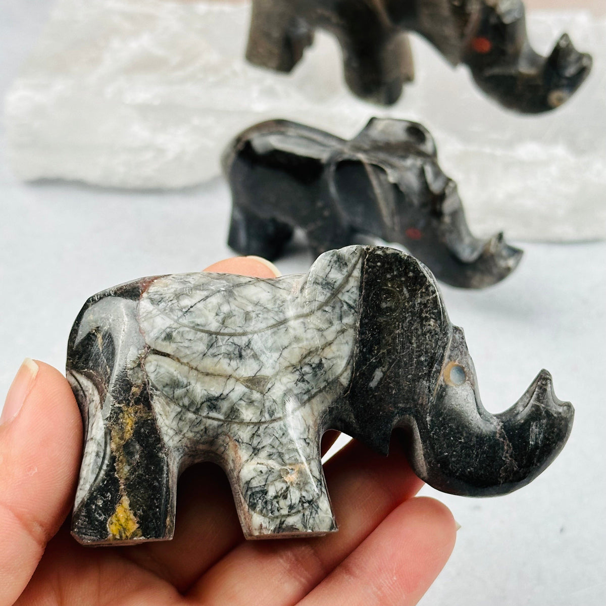 Orthoceras Polished Elephant Fossil Collection