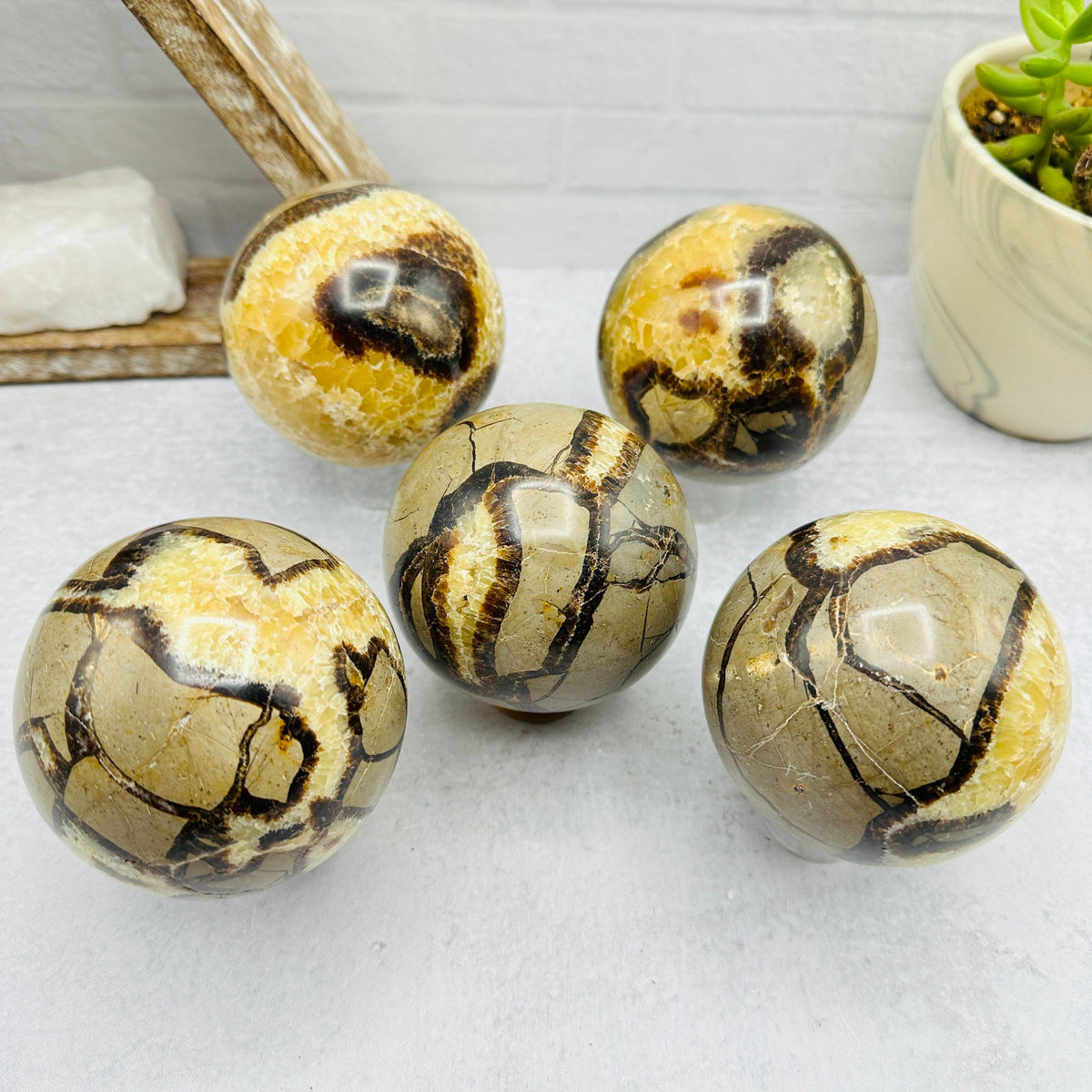 Polished Septarian Sphere - You Choose